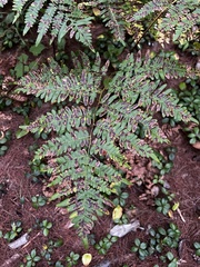 Pteridium aquilinum latiusculum