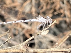 Argia vivida