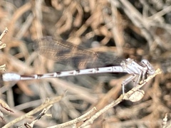 Argia vivida