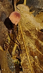 Marasmius sullivantii