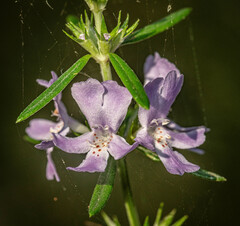 Westringia eremicola