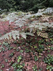 Pteridium aquilinum latiusculum