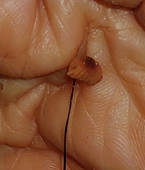 Marasmius sullivantii