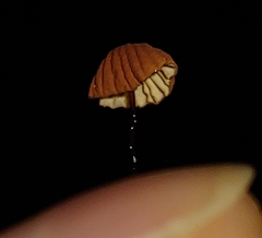 Marasmius sullivantii