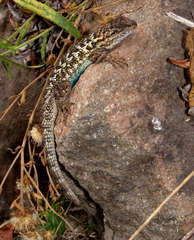 Sceloporus occidentalis bocourtii