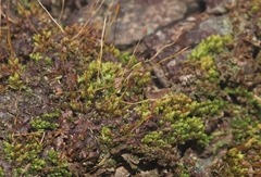 Macromitrium microstomum