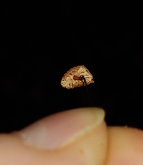 Marasmius sullivantii