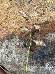 Bouteloua chondrosioides