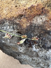 Bouteloua chondrosioides