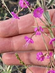 Cyphomeris gypsophiloides