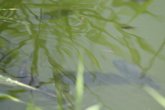 Oreochromis mossambicus