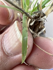 Bouteloua chondrosioides
