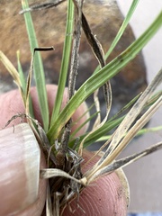 Bouteloua chondrosioides