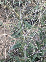 Cyphomeris gypsophiloides