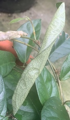 Peribona venosa