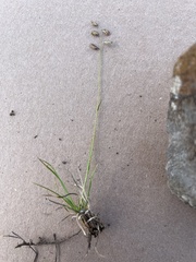 Bouteloua chondrosioides