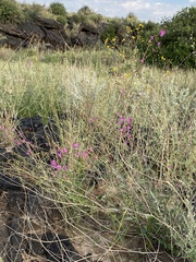 Cyphomeris gypsophiloides