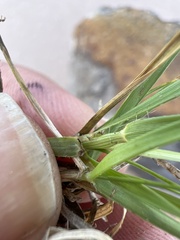 Bouteloua chondrosioides