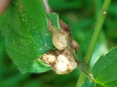 Neolasioptera farinosa