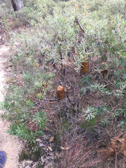Banksia neoanglica