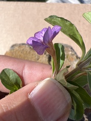 Ruellieae