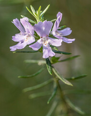 Westringia eremicola