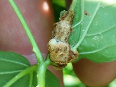 Neolasioptera farinosa