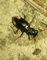 Tetracha carolina
