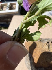 Ruellieae