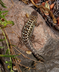 Sceloporus occidentalis bocourtii