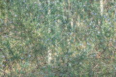 Westringia eremicola