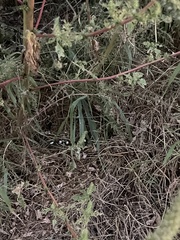 Micruroides euryxanthus