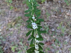 Lespedeza cuneata