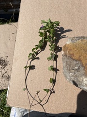 Ruellieae
