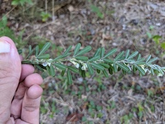 Lespedeza cuneata