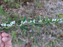 Lespedeza cuneata