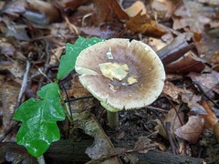 Amanita solaniolens