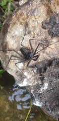 Amblypygi