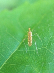 Dicyphus