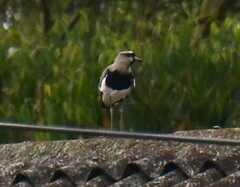 Vanellus chilensis cayennensis