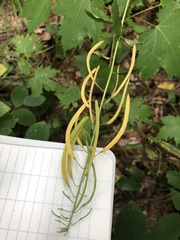 Borodinia canadensis