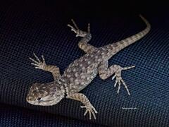 Sceloporus magister