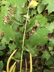 Borodinia canadensis