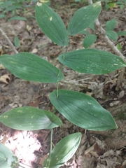 Uvularia grandiflora