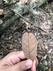 Terminalia subspathulata