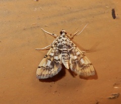 Lamprosema commixta