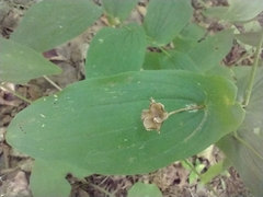 Uvularia grandiflora