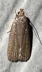 Autostichidae