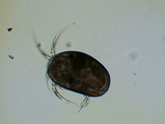 Ostracoda