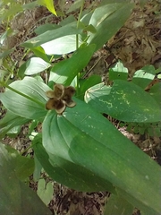 Uvularia grandiflora